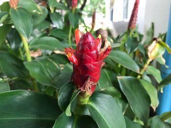 Close-up of red flowers