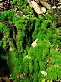 Close-up of moss growing on rock