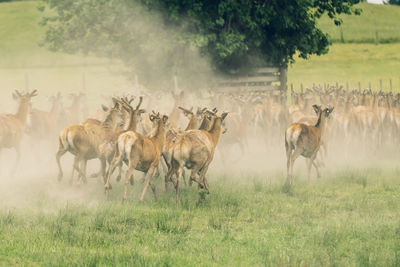 Herd of deer running on land