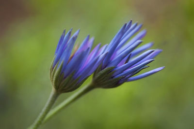 Close-up of purple flower