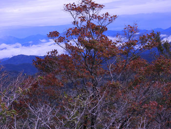 Trees against sky during autumn