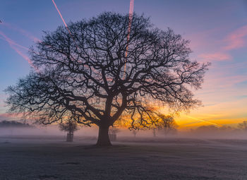 Bare tree on landscape at sunset