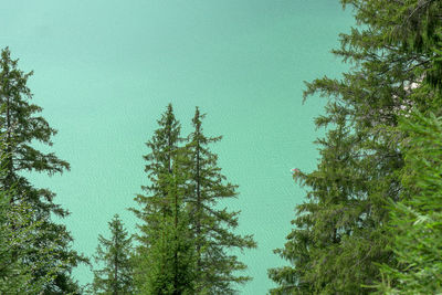 Low angle view of pine trees against sky