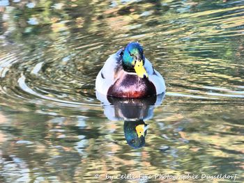 Duck swimming in lake