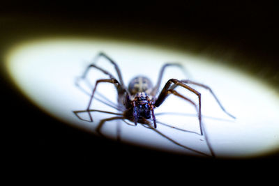 Close-up of spider