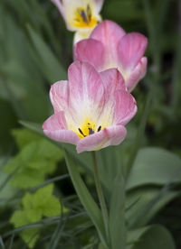 Close-up of pink crocus flower