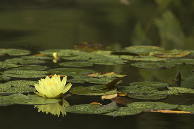 Close-up of lotus water lily in pond