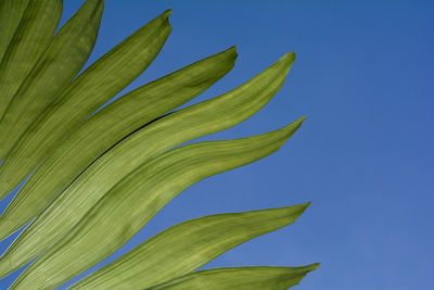 Low angle view of plants against blue sky