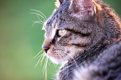 Close-up of a cat looking away