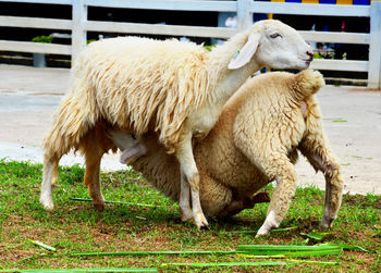 Lamb sucking milk from sheep at farm
