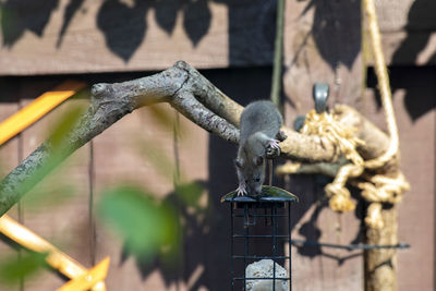 Close-up of rat on garden bird feeder