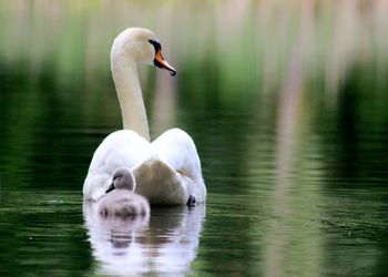 Swan swimming in lake