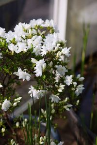 Close-up of white flowers blooming outdoors