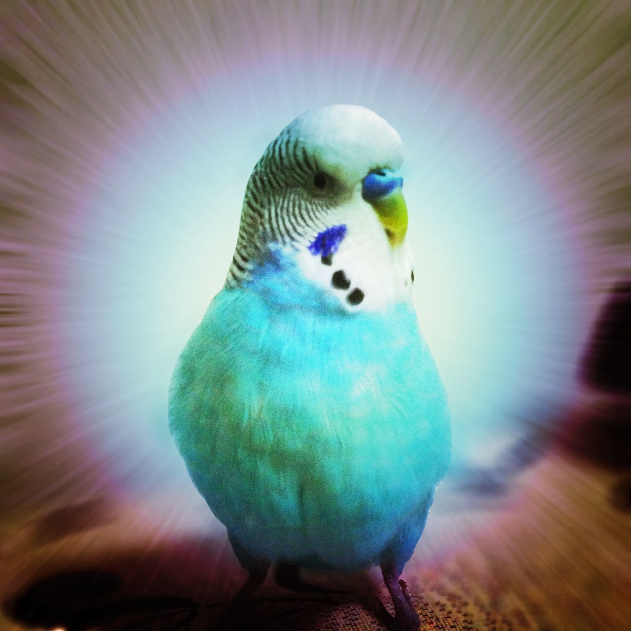 one animal, animal themes, blue, multi colored, animals in the wild, bird, wildlife, one person, close-up, peacock, full length, outdoors, nature, motion, rear view, colorful, blurred motion, lens flare, feather