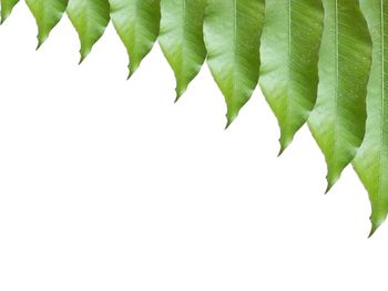 Close-up of leaves against white background