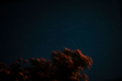 Low angle view of star field against sky at night