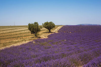 Fragrant lavender flowers at beautiful sunrise, valensole, provence, france, close up