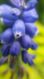Close-up of purple flowers