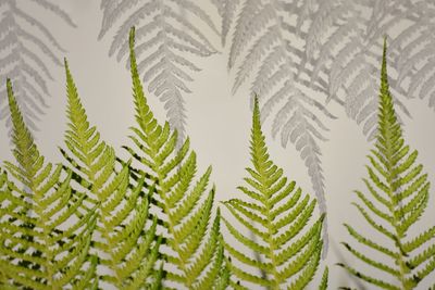 Close-up of fern leaves