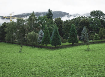 Trees on grassy field