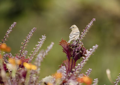 Close-up of butterfly pollinating on flower