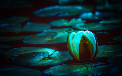 Close-up of lotus water lily