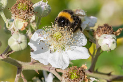 Close up of a bumble bee pollinating a white flower on a common bramble  plant