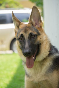 Close-up portrait of a dog