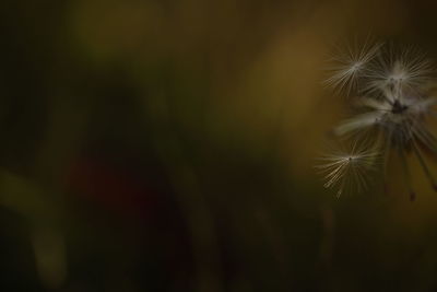 Close-up of dandelion against blurred background