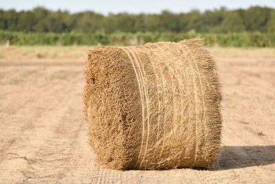 Bale of dry flax on the field