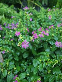 Close-up of pink flowering plants in park