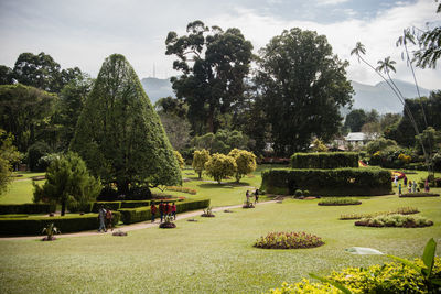 Hedge and topiary in ornamental garden