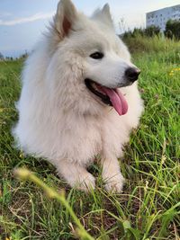 Close-up of dog looking away on field