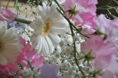 Close-up of pink cherry blossom