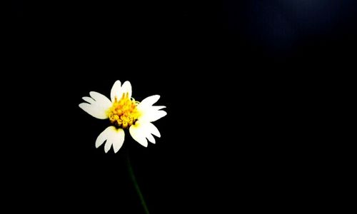 Close-up of white daisy flowers