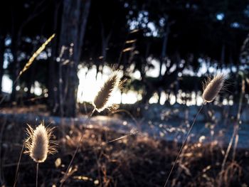 Close-up of dandelion on field