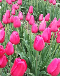 Close-up of pink tulips blooming in park