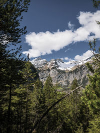 Low angle view of trees and plants against sky