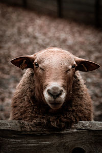 Close-up portrait of an animal outdoors