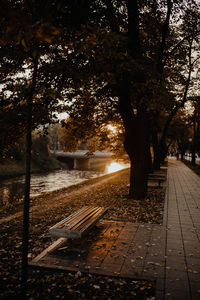 Trees by footpath in park during autumn