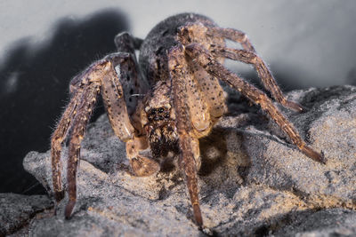 Spider species tegenaria as the barn funnel weaver in north america and domestic greater in europe