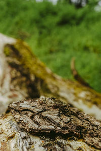 Close-up of tree trunk