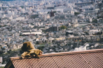 Monkey on roof against cityscape