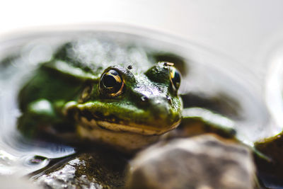 Close-up of frog on leaf