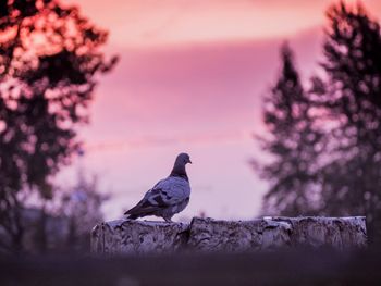 Bird perching on a plant