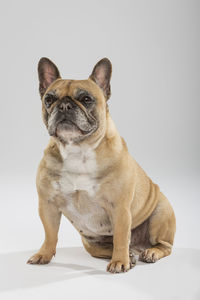 Portrait of a dog over white background