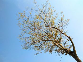 Low angle view of tree against clear blue sky