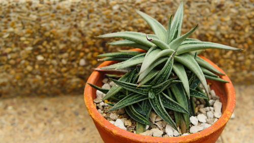 High angle view of potted plant