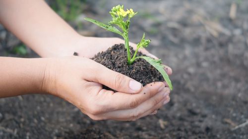 Close-up of hand holding plant