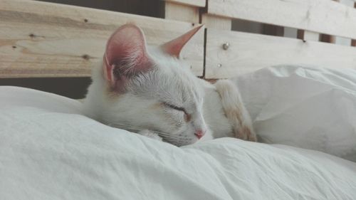 Close-up of cat sleeping on bed